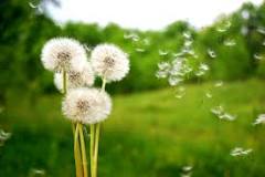 Image result for How do dandelions turn their petals into seeds?